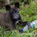 dog_guide_lbf_h_0266_kom2807.jpg
